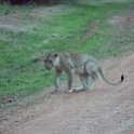 ZMB NOR SouthLuangwa 2016DEC10 NP 070 : 2016, 2016 - African Adventures, Africa, Date, December, Eastern, Month, National Park, Northern, Places, South Luangwa, Trips, Year, Zambia